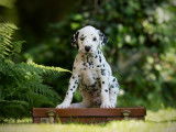 Spottified Dalmatian