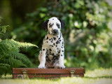 Spottified Dalmatian