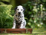 Spottified Dalmatian