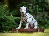 Spottified Dalmatian