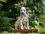 Spottified Dalmatian