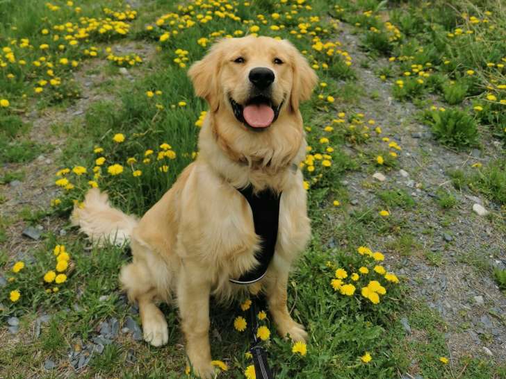 Le Chien D'or