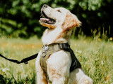 Centre Canin Rose Proulx