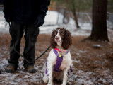 Centre Canin Rose Proulx