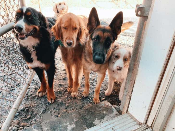 Super Puppy Education
