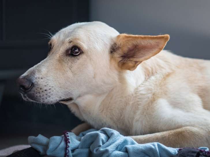 Clinique vétérinaire La Marseillane
