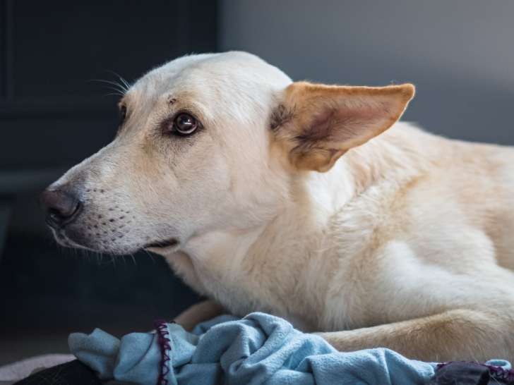 Clinique vétérinaire La Marseillane