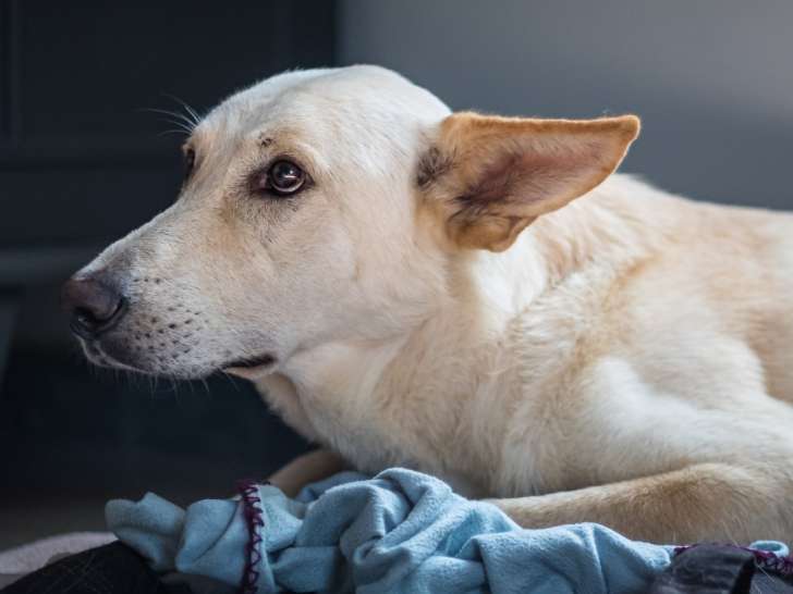 Clinique vétérinaire La Marseillane