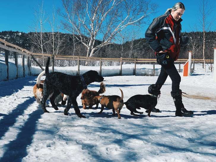 Le Spécialiste Du Chien De L'est