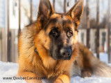 Québec Canin
