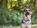 Québec Canin