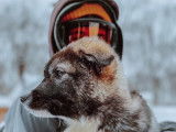 Aventure Inukshuk