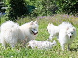 Royaume Des Renards