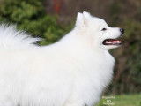 Royaume Des Renards