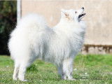 Royaume Des Renards