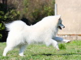 Royaume Des Renards