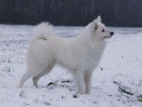Royaume Des Renards