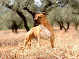 Bretignier Anticipation Canine