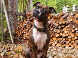 Bretignier Anticipation Canine