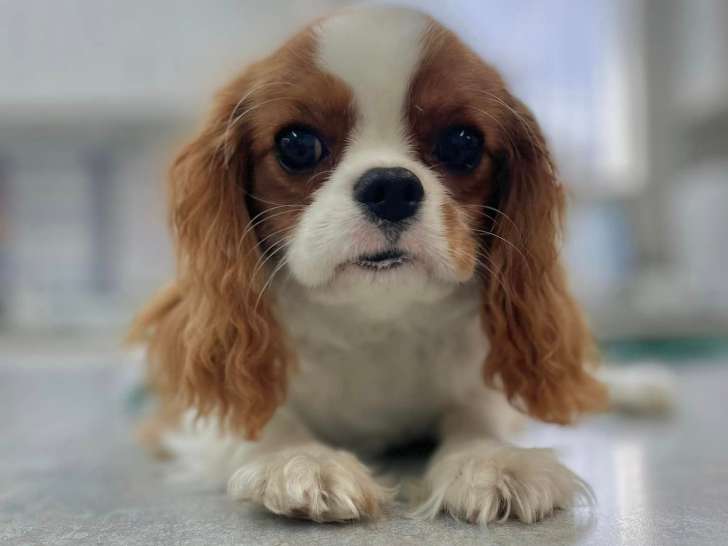 Clinique vétérinaire de santé animale de l’Estrie