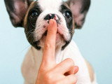 Super Nanny Dog