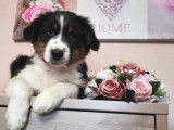 Des Foliepets