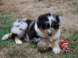 Des Foliepets
