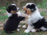 Des Foliepets