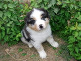 Des Foliepets