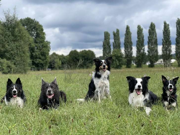Club Canin Ingwiller / Lichtenberg
