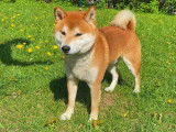 Fier Shiba