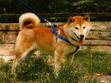 Fier Shiba
