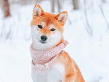 Tsukime Shiba