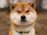 Tsukime Shiba