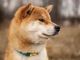 Tsukime Shiba