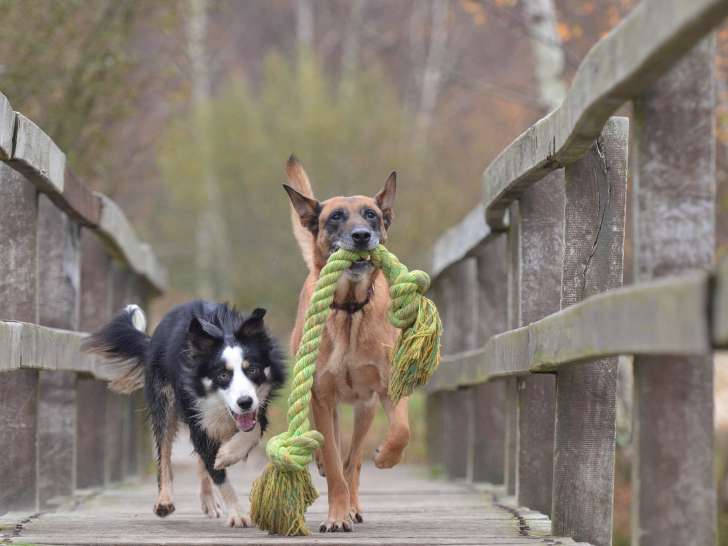 Zendog