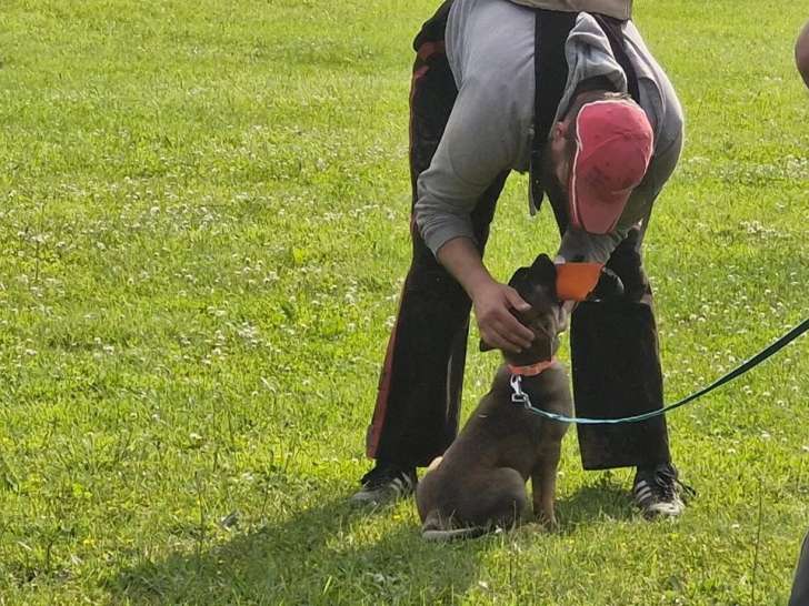 Amicale du Chien de Défense de Mothern (ACDM)