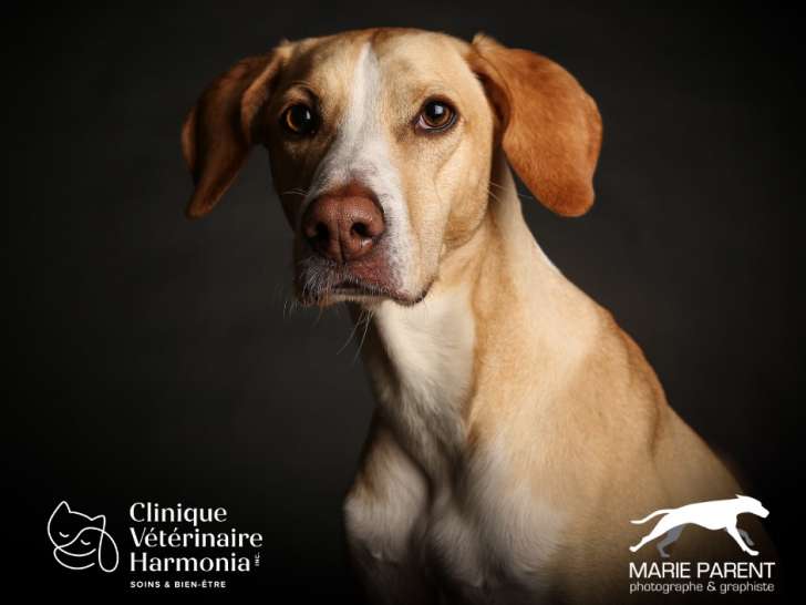 Clinique vétérinaire Harmonia