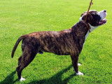 American Staffordshire Terrier Club Suisse (ASTC)