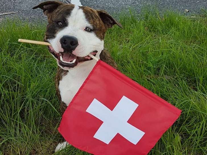 American Staffordshire Terrier Club Suisse (ASTC)