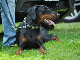 Dobermann Club Switzerland
