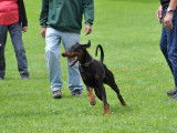 Dobermann Club Switzerland