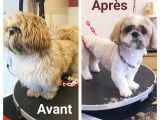 Babines & Coussinets
