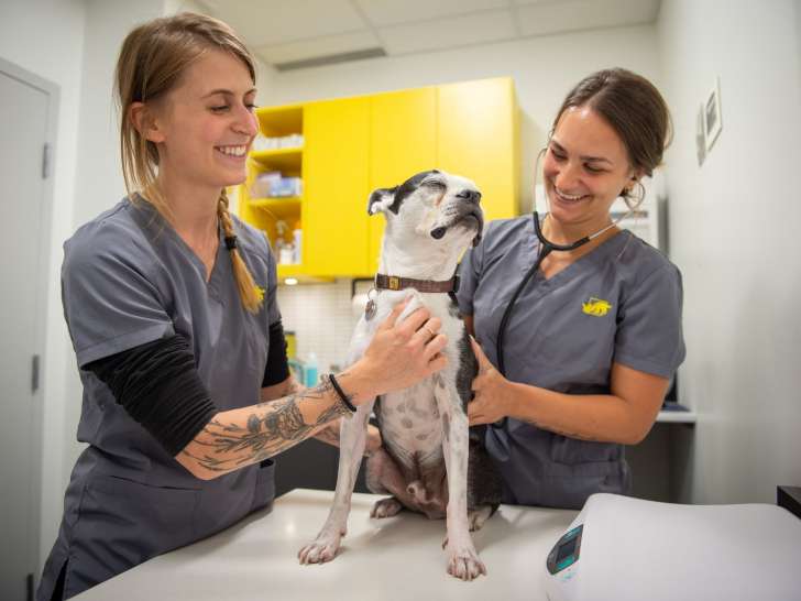 Clinique Vétérinaire HoMa