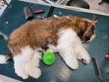 Lolly Dog