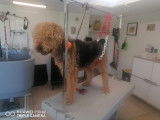 Lolly Dog