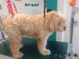 Lolly Dog