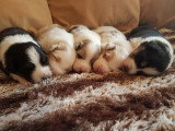 Des Pampelumes