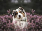 Au rythme canin