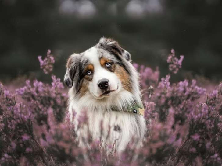 Au rythme canin